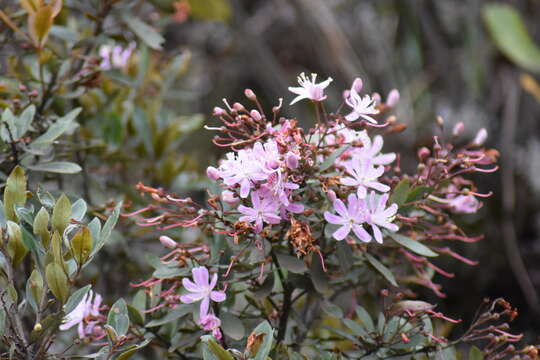 Image of Bejaria aestuans L.