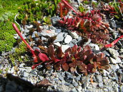 Imagem de Epilobium tasmanicum Hausskn.