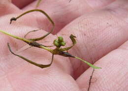 Image of waterthread pondweed