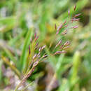 صورة Agrostis infirma Buse