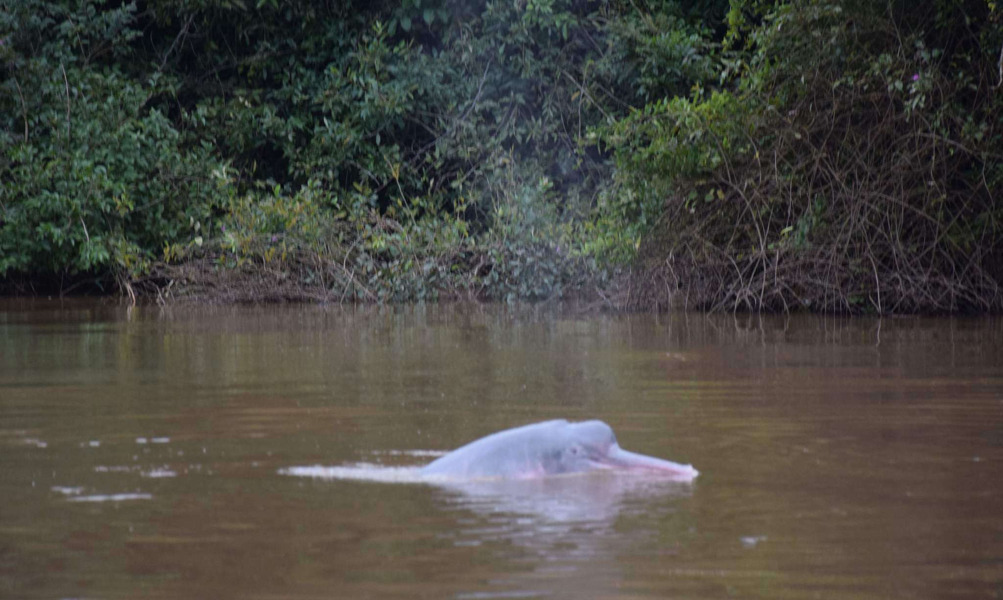 Image of Bolivian river dolphin