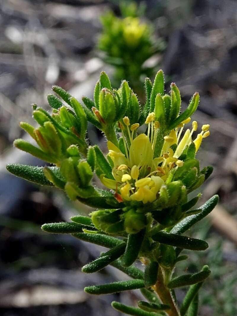 Image of Leionema diosmeum (A. Juss.) Paul G. Wilson