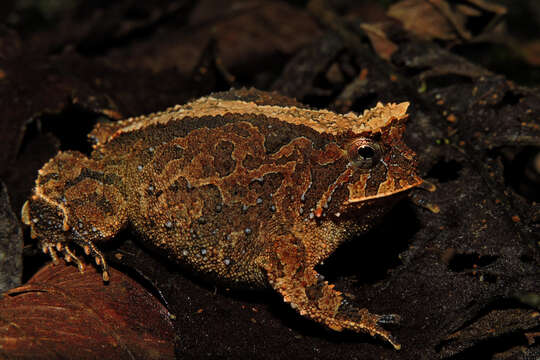 Image de Proceratophrys schirchi (Miranda-Ribeiro 1937)