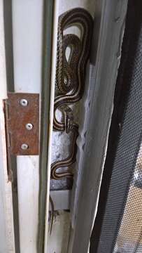 Image of Mexican Patchnose snake