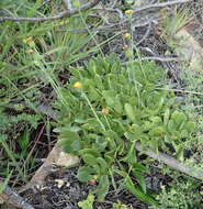 Image de Othonna arborescens L.