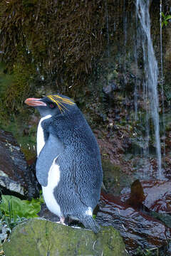 Image of Macaroni Penguin