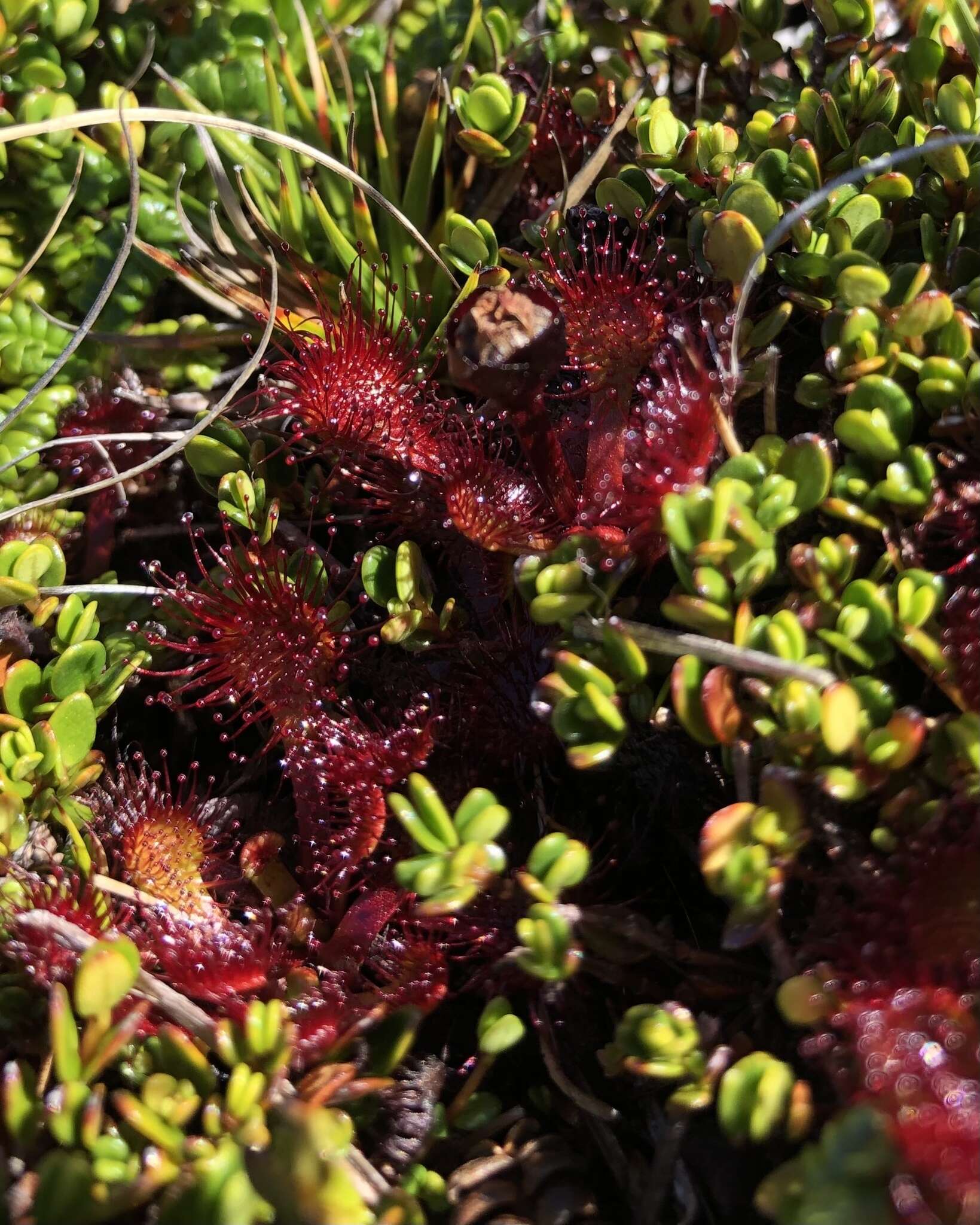 Image of Drosera uniflora Willd.