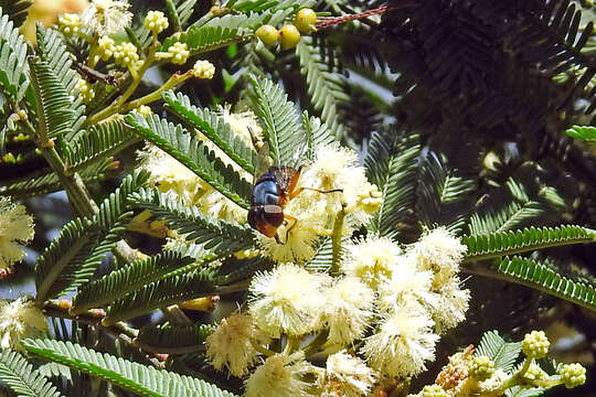 Image of Austalis copiosa (Walker 1852)