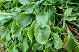 Image of sea beet