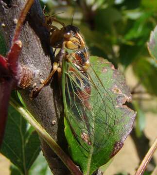 Image of blood redtail cicada