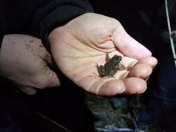 Image of Illinois chorus frog