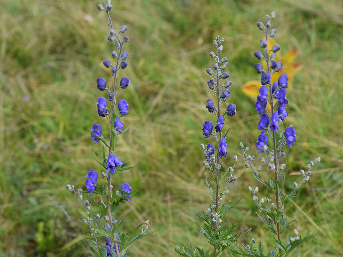 Слика од Aconitum napellus L.