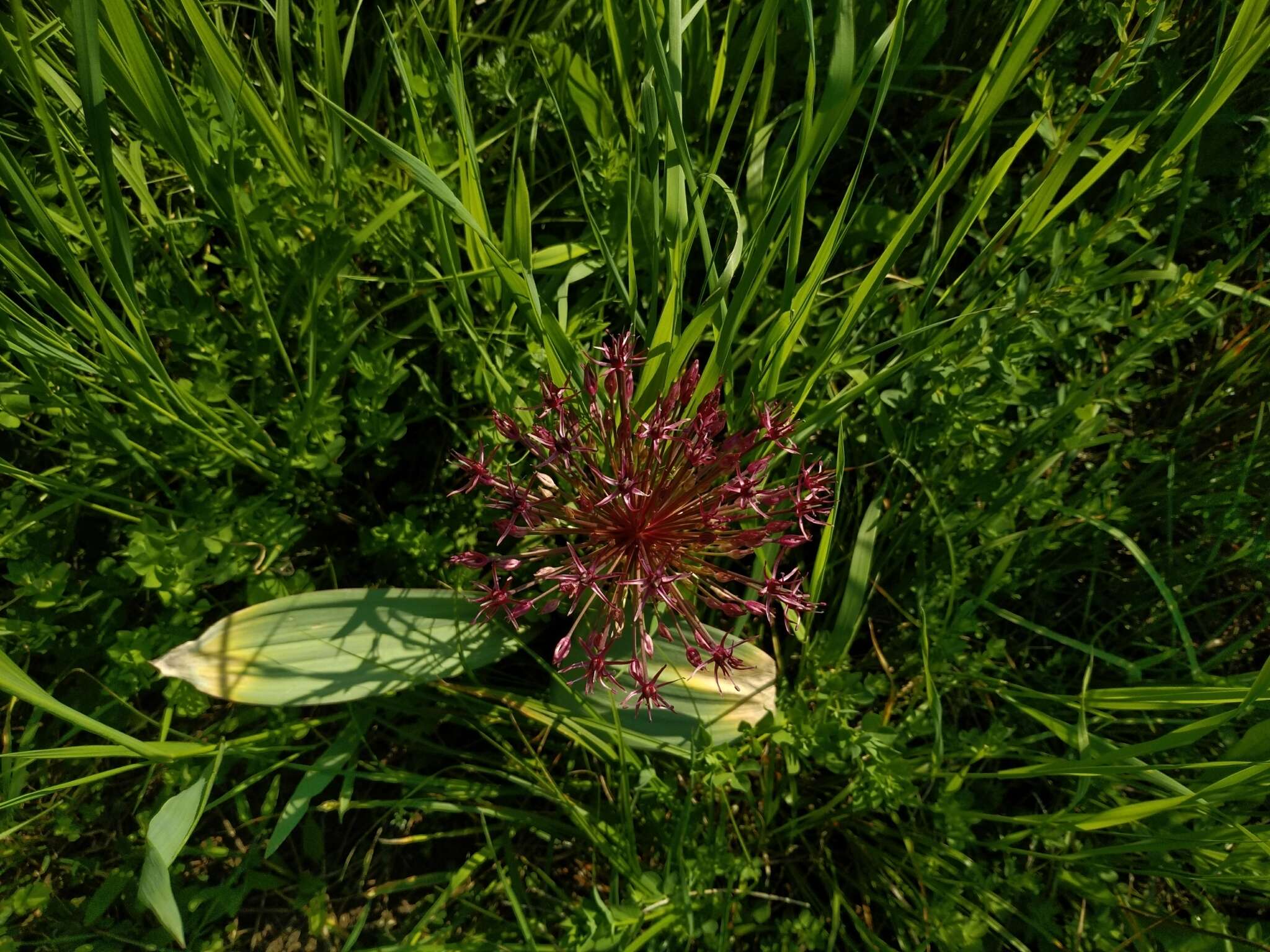 Image of Turkestan onion