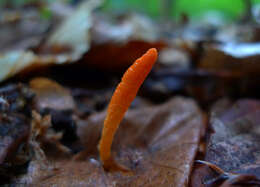 Plancia ëd Cordyceps militaris (L.) Fr. 1818