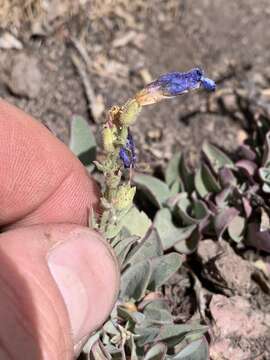 Image of low beardtongue