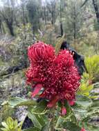 Image of Telopea aspera M. D. Crisp & P. H. Weston