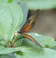 Image de Acraea alciope Hewitson 1852