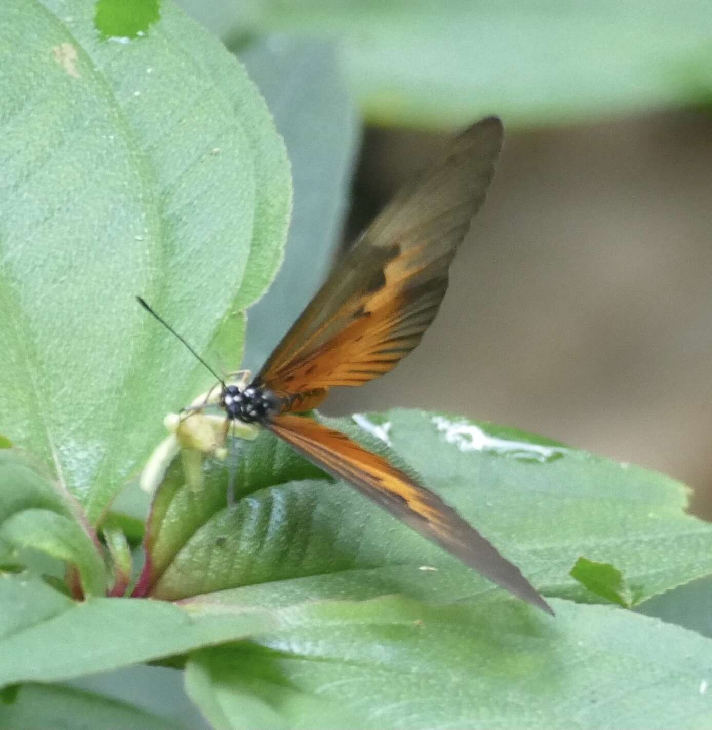 Image de Acraea alciope Hewitson 1852