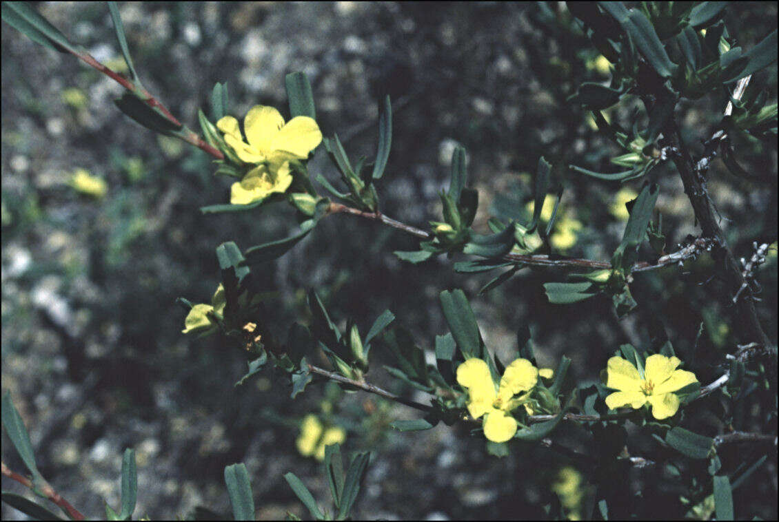 Image of Hibbertia subvaginata (Steudel) F. Müll.