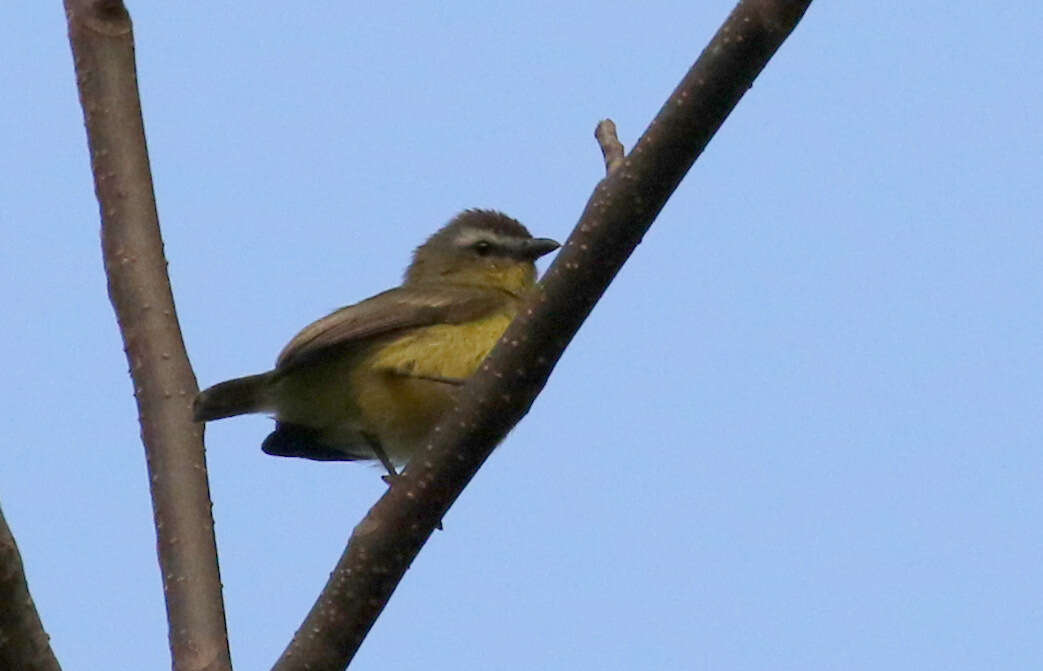 Image of Brown-capped Tyrannulet