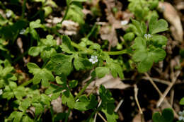 صورة Nemophila aphylla (L.) Brummitt