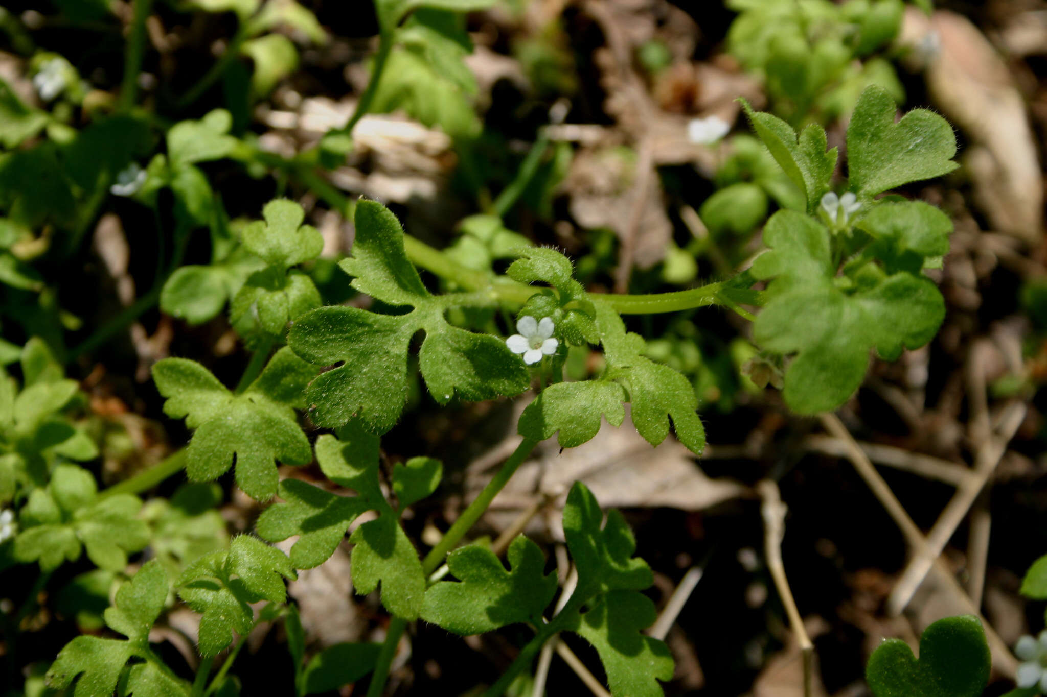 Image of smallflower baby blue eyes