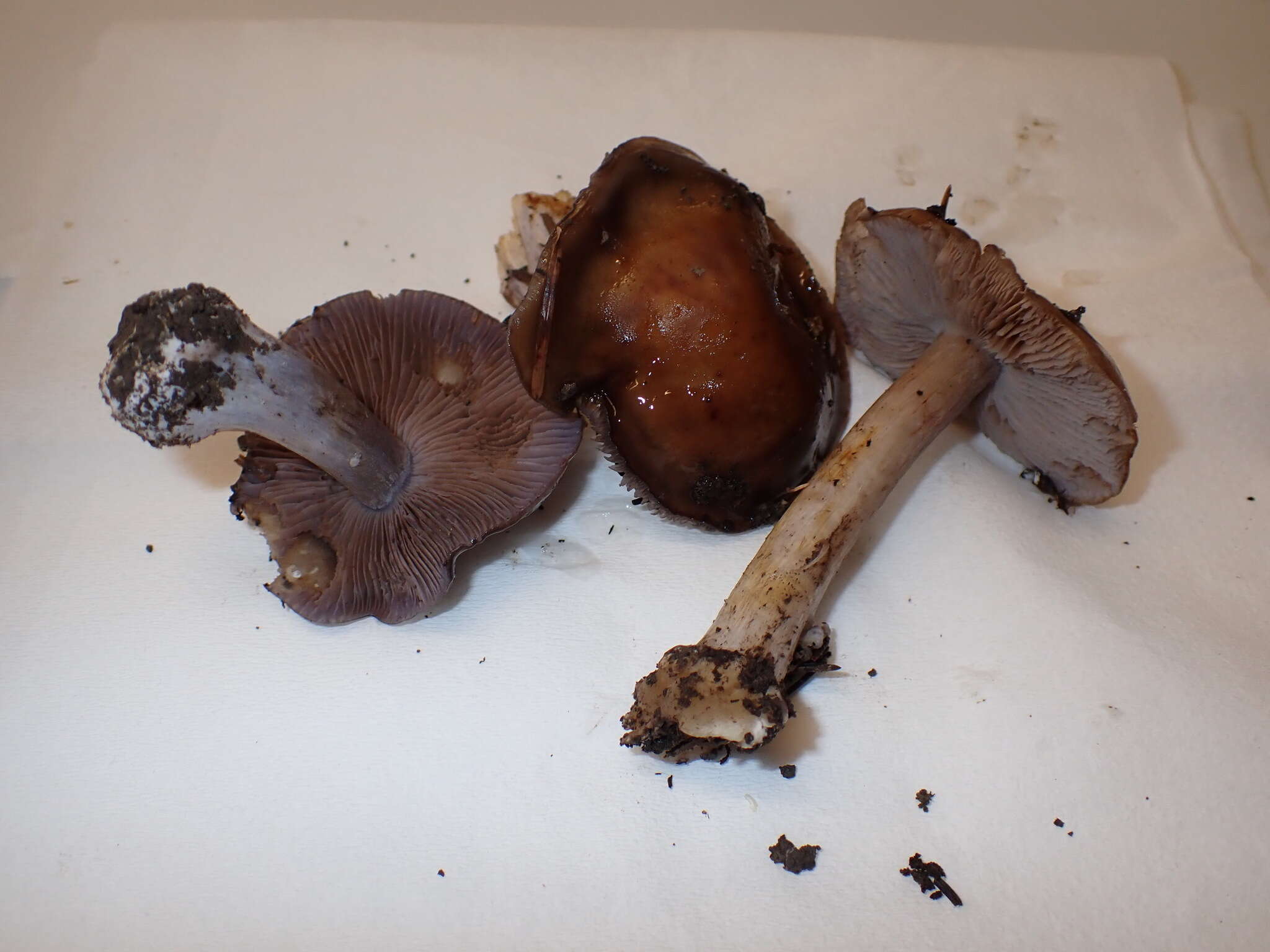 Слика од Cortinarius camptoros Brandrud & Melot 1983