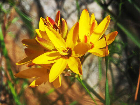 Image of Ixia dubia Vent.