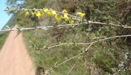 Sivun Wiborgia obcordata (P. J. Bergius) Thunb. kuva