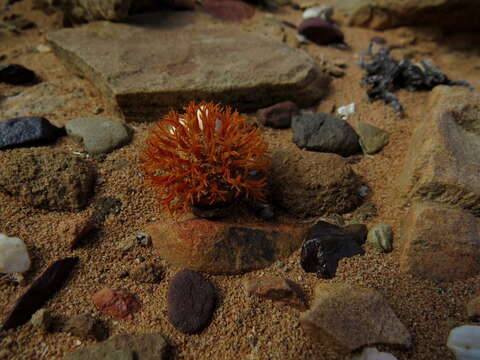 Слика од Crassula columnaris Thunb.