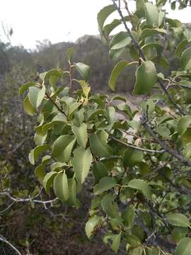 Plancia ëd Prunus ilicifolia subsp. ilicifolia