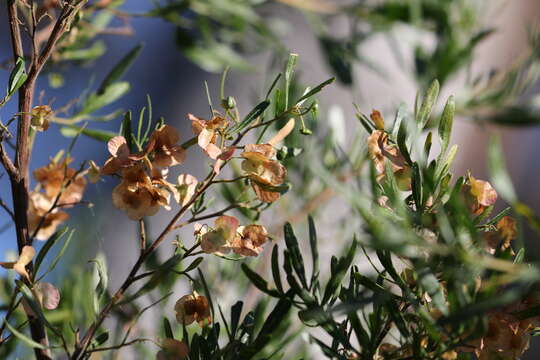 Image of Dodonaea hackettiana Fitzger.