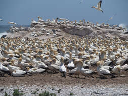 Image of Cape Gannet