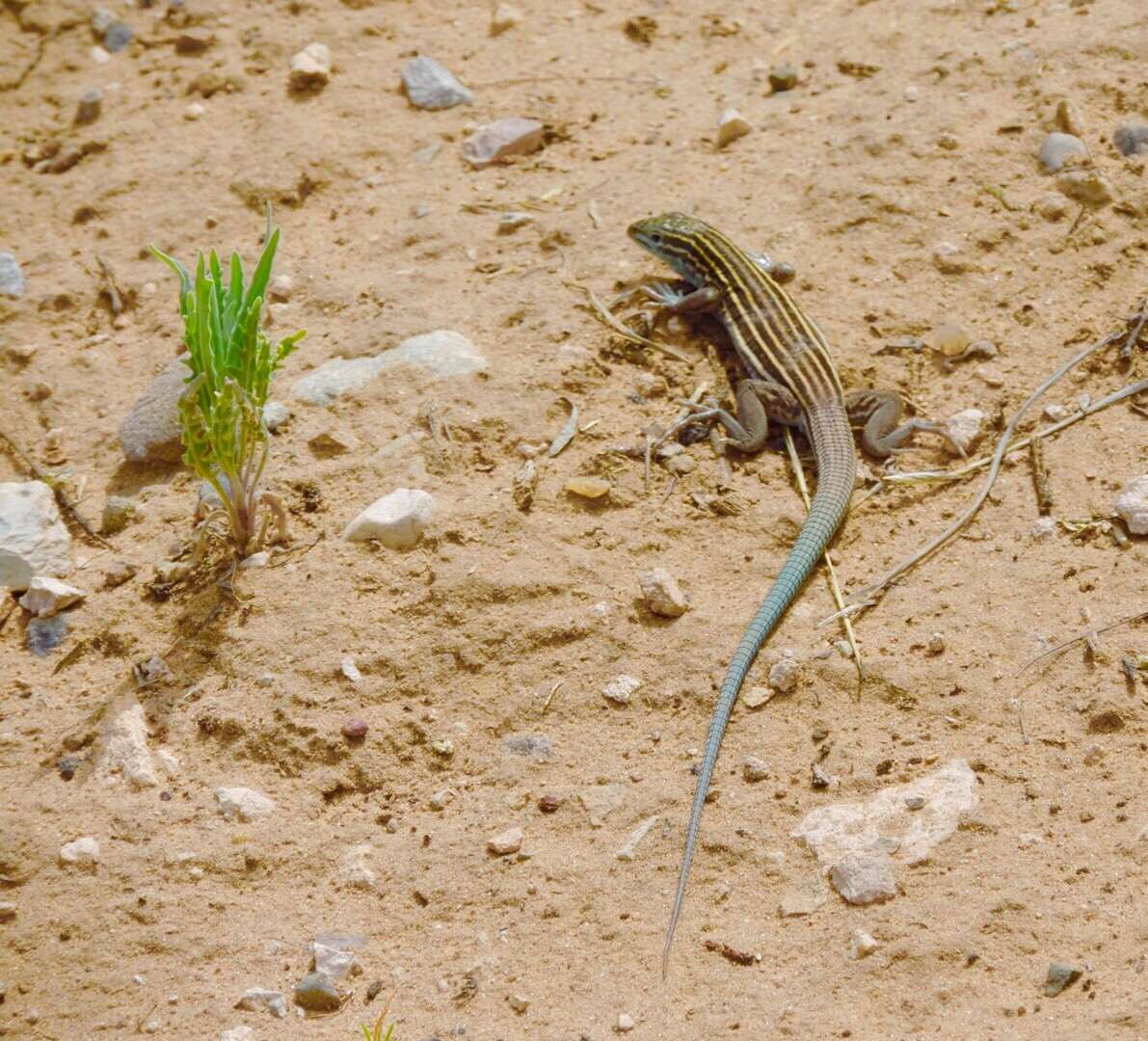 Image of Aspidoscelis inornatus (Baird 1859)