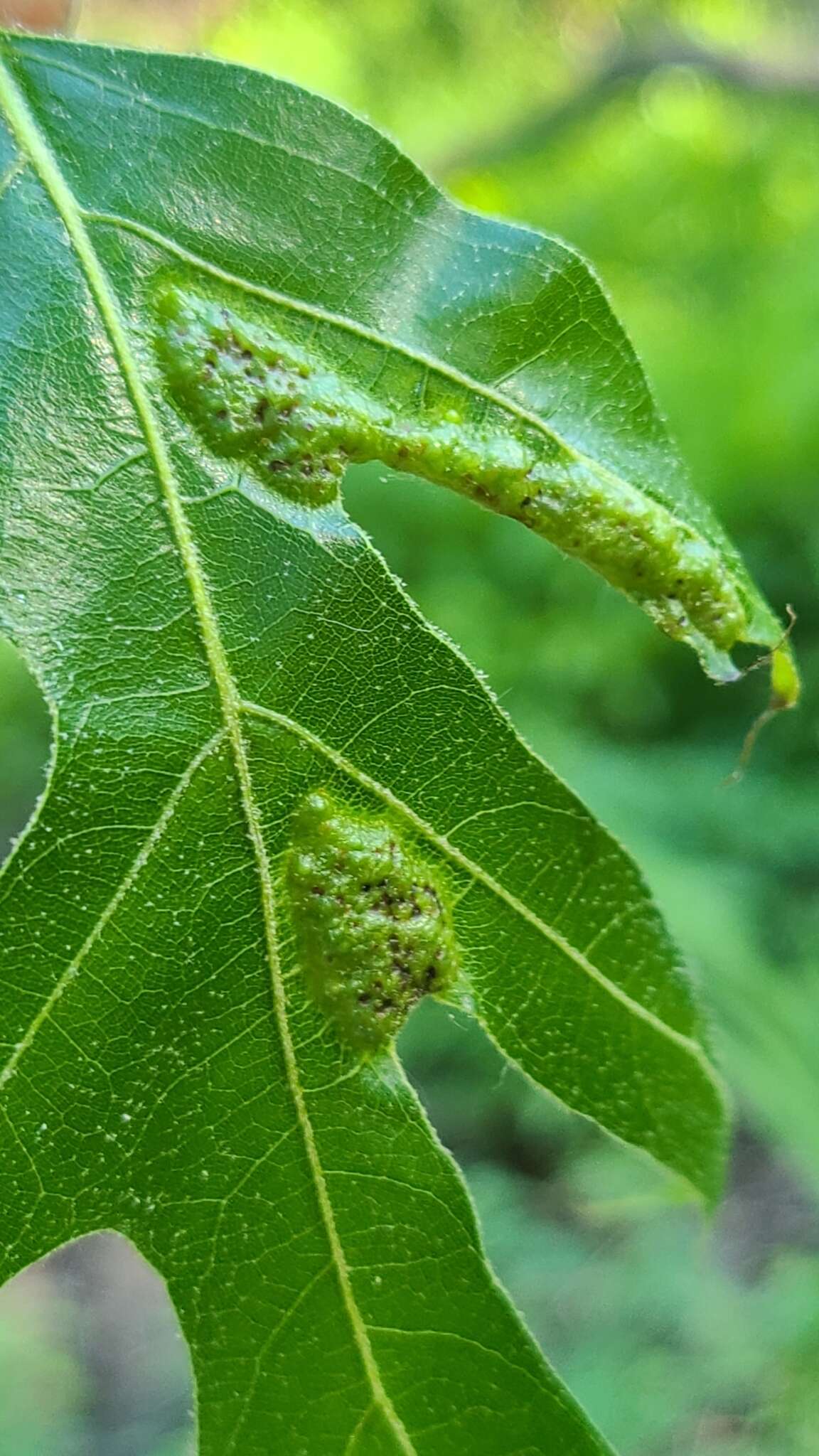 Image of Melikaiella ostensackeni Pujade-Villar 2014