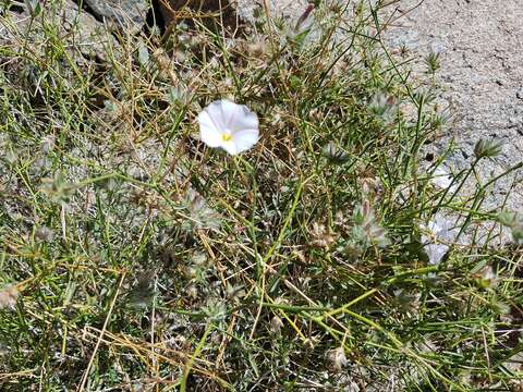 Image of Convolvulus virgatus Boiss.