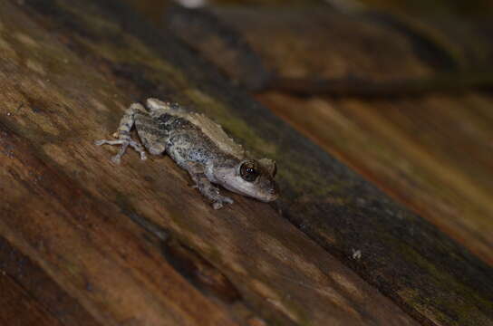 Sivun Pristimantis brevicrus (Andersson 1945) kuva