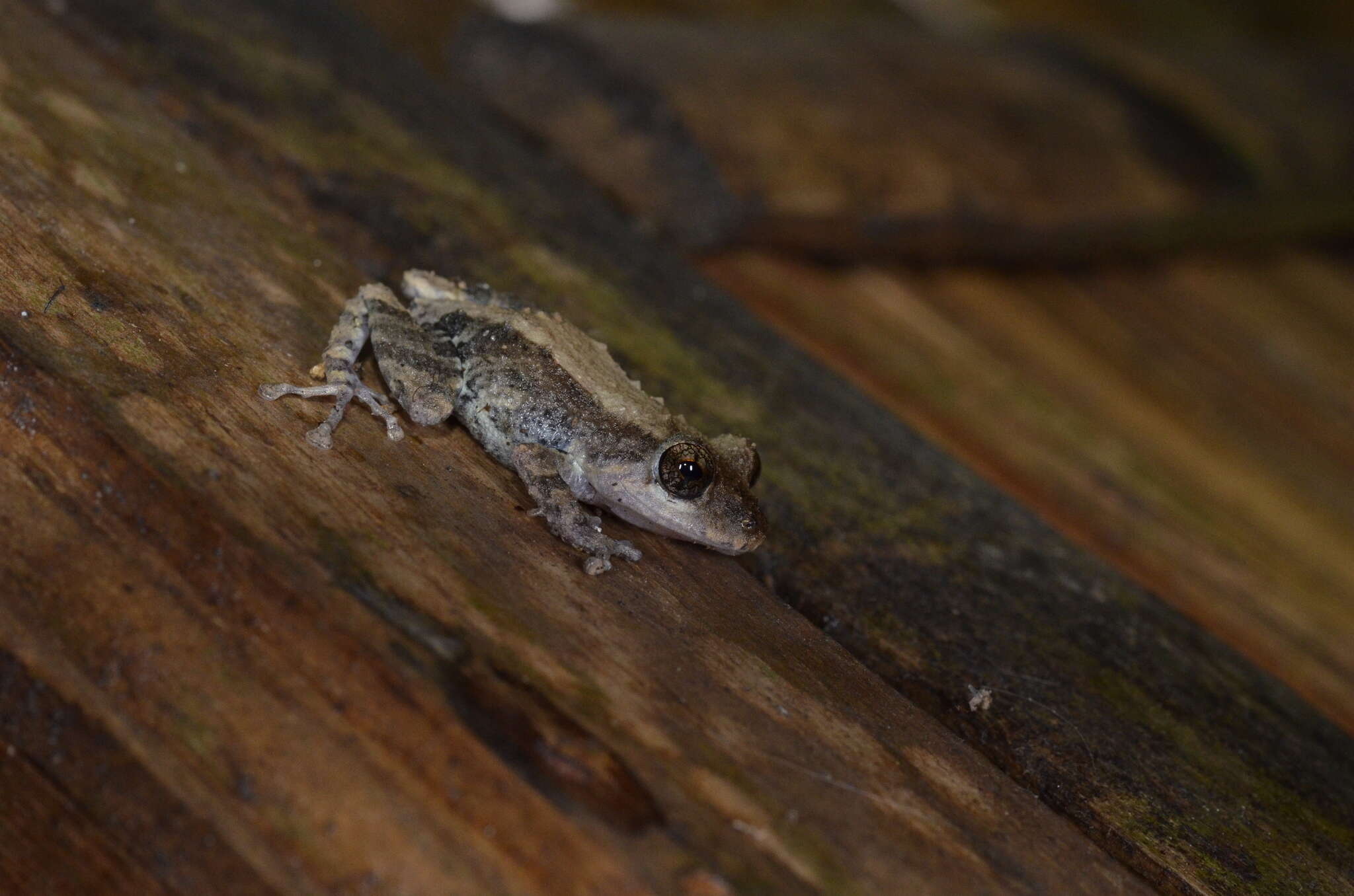 Image of Pristimantis brevicrus (Andersson 1945)