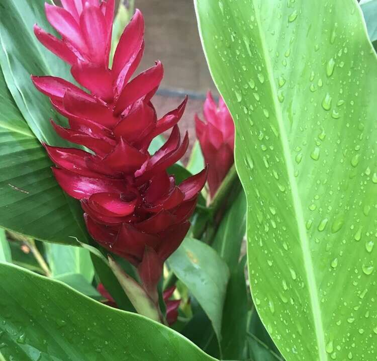 Image of red ginger