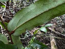 Sivun Ripogonum elseyanum F. Muell. kuva