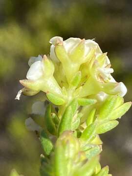 Image of Diosma dichotoma P. J. Bergius