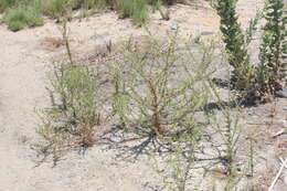 Image of pappose tarweed