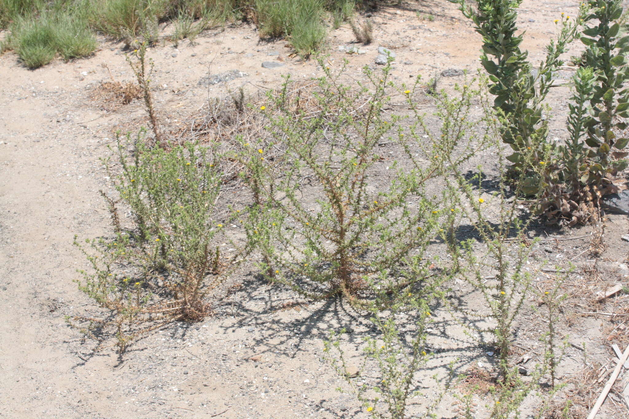 Image of pappose tarweed