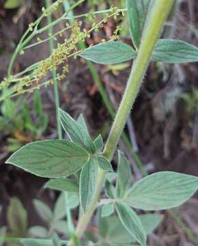 Phacelia secunda J. F. Gmel.的圖片