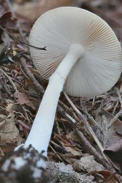 Image of Amanita russuloides (Peck) Sacc. 1887