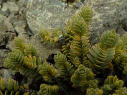 Image of Pimelea traversii subsp. exedra C. J. Burrows