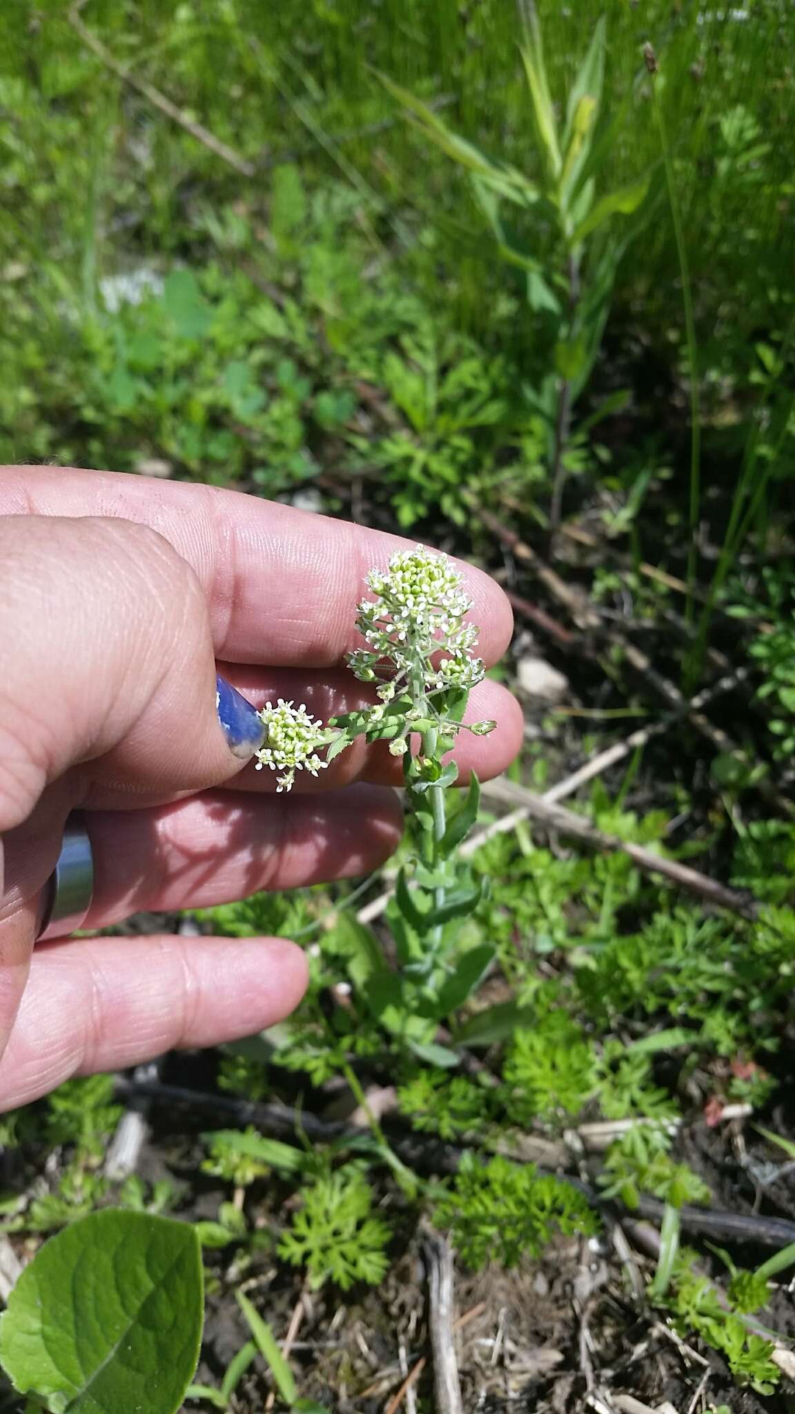 Image of field pepperweed