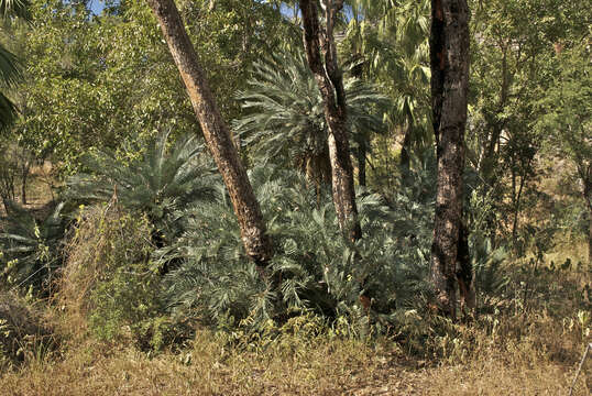 Image of Cycas brunnea K. D. Hill