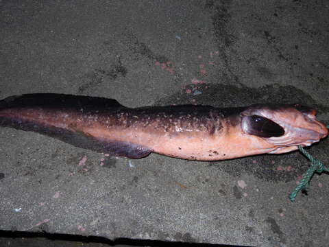 Image of Red cusk-eel