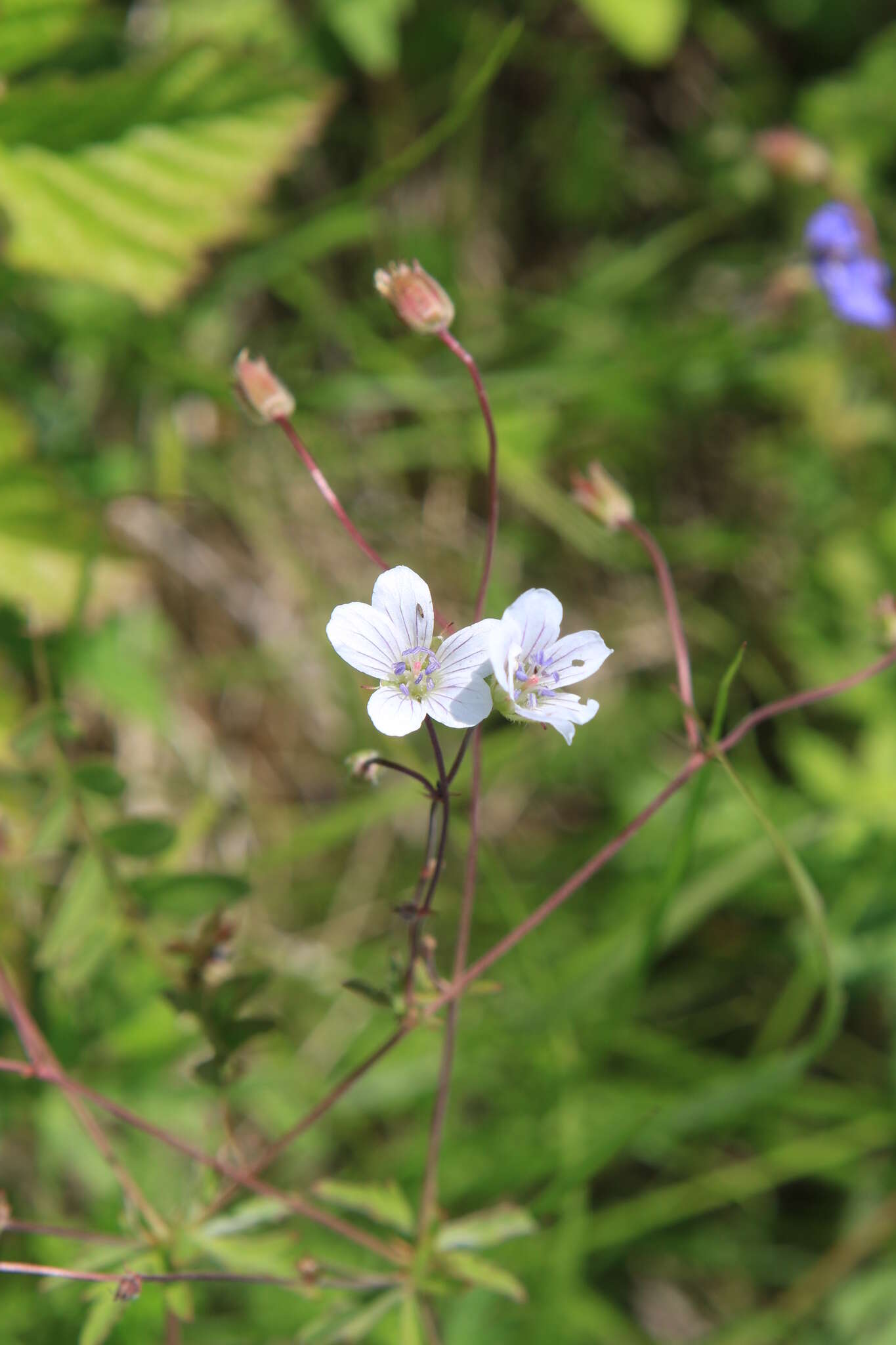 Image of Geranium pseudosibiricum J. Mayer